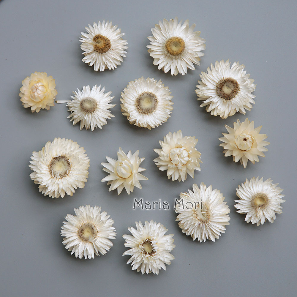 Candle Making Supplies - Karangan bunga krisan warna-warni kering alami